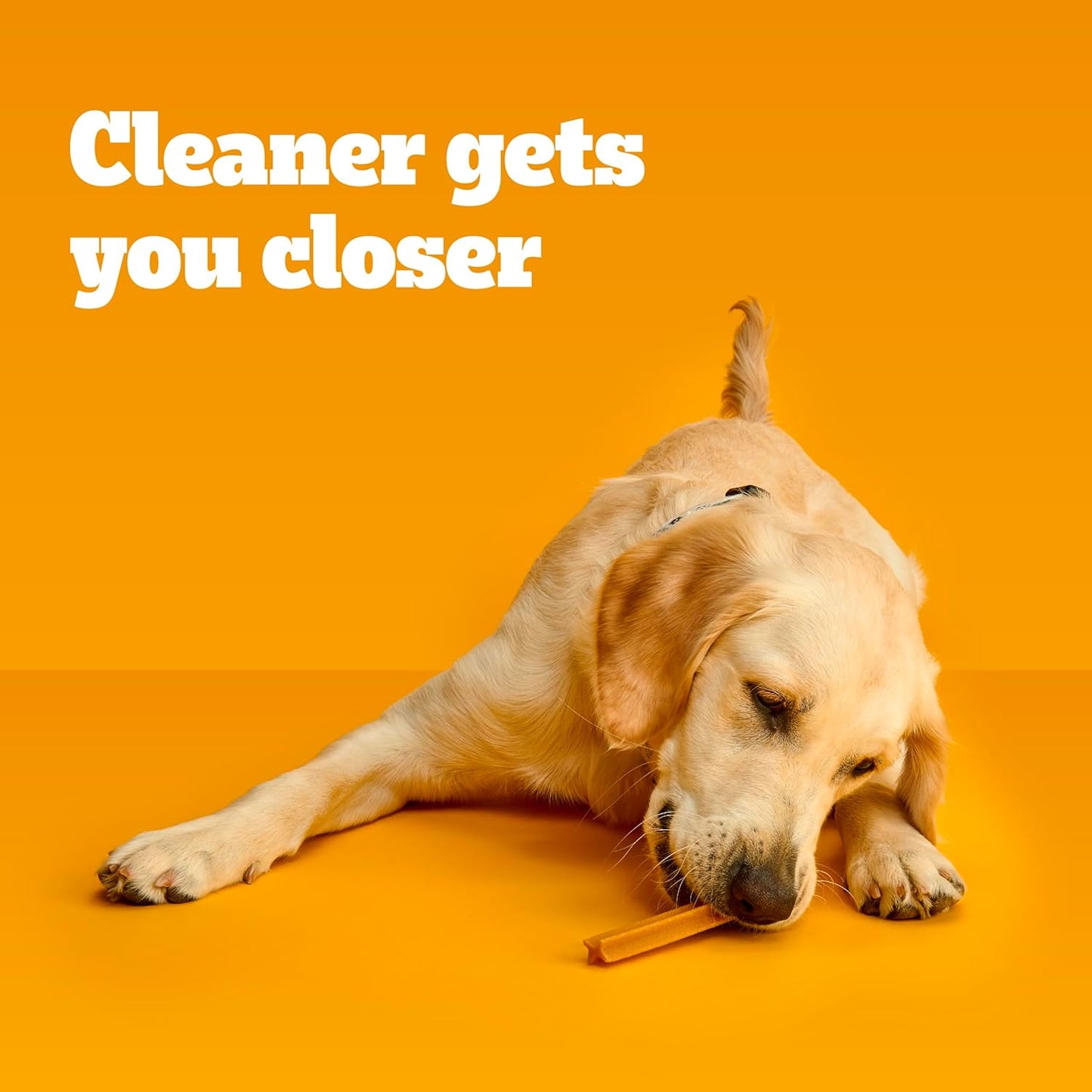 DENTASTIX Large Dog Dental Care Treats 